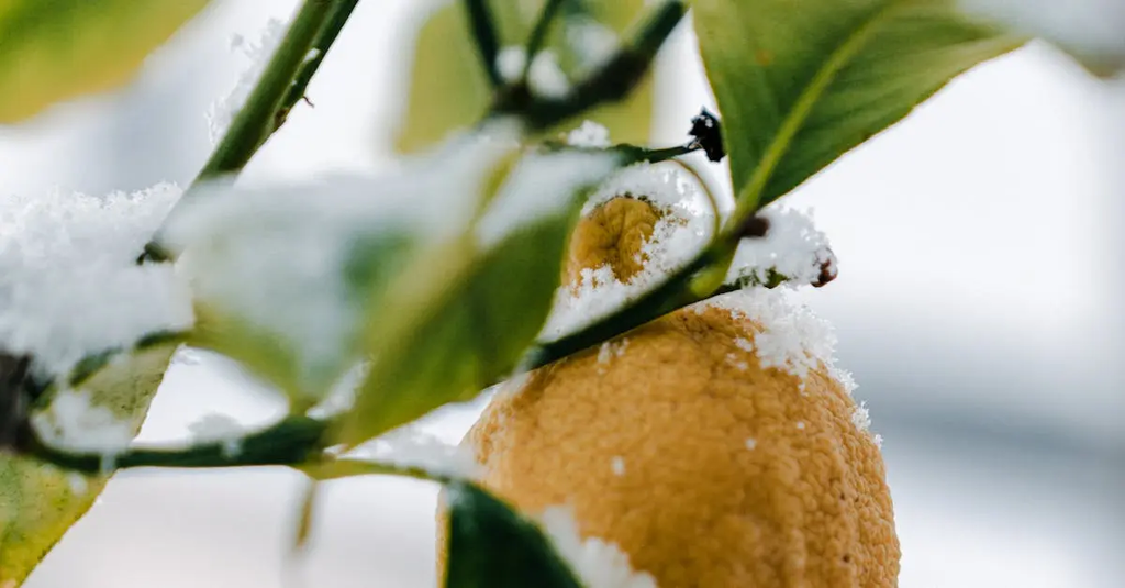 Quiz for: Weather vs Climate