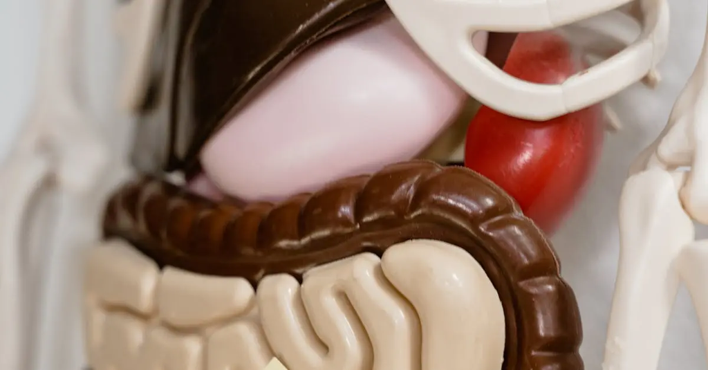 Quiz for: Digestive System Basics