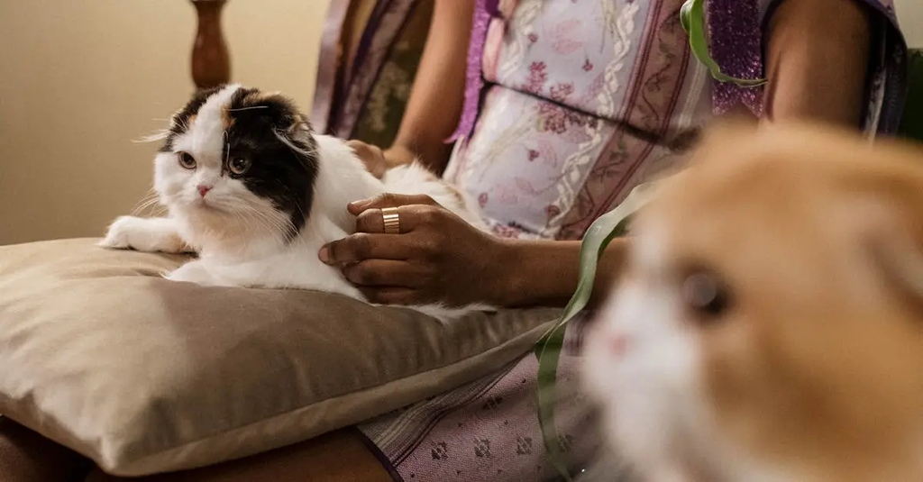 Quiz for: Cat Breeds