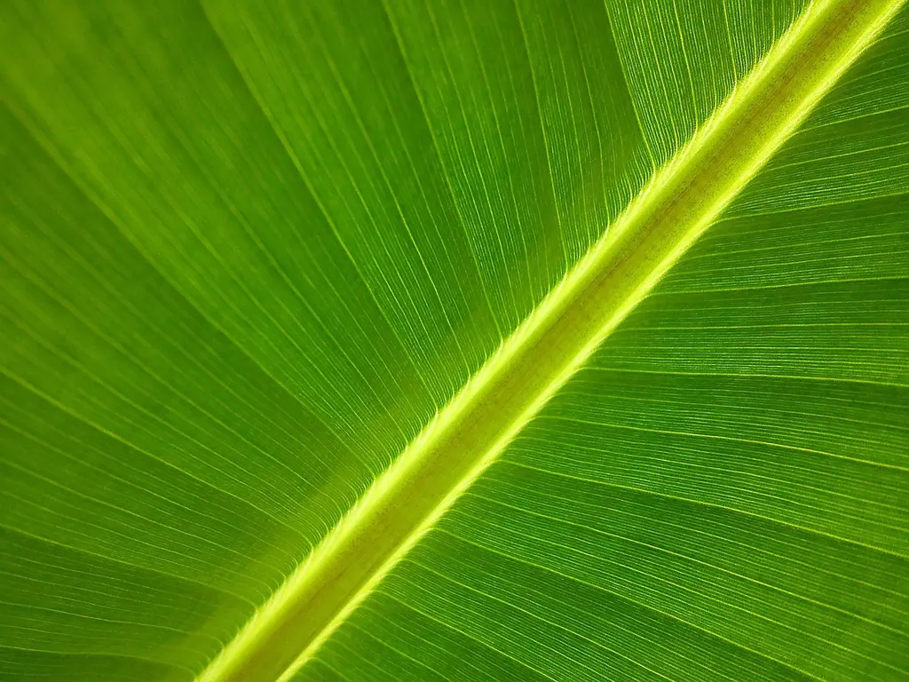 Quiz for: Humans share 50% of DNA with bananas