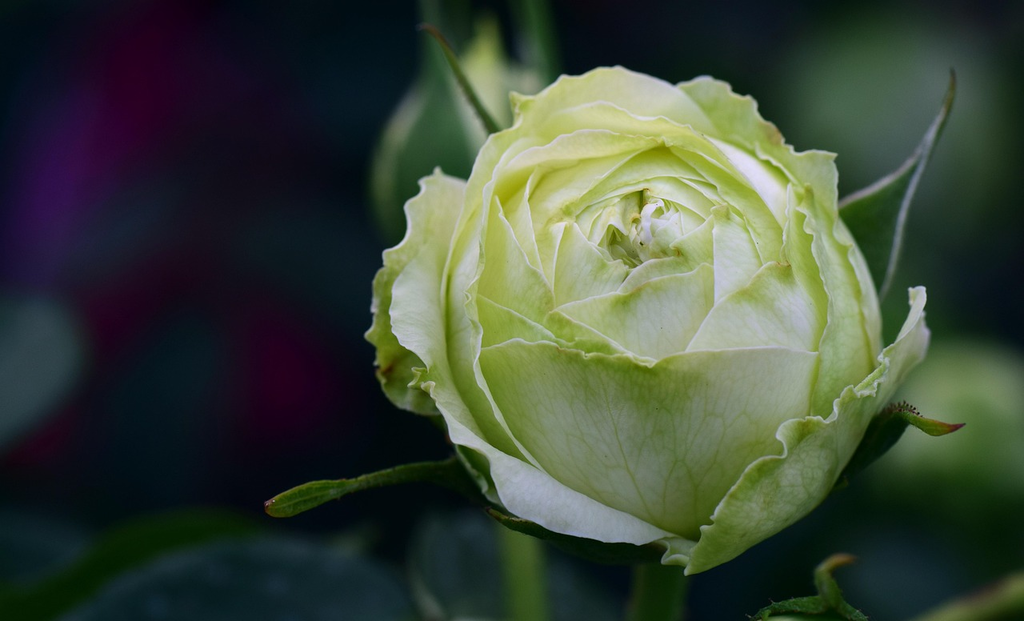 Quiz for: Basic Rose Varieties
