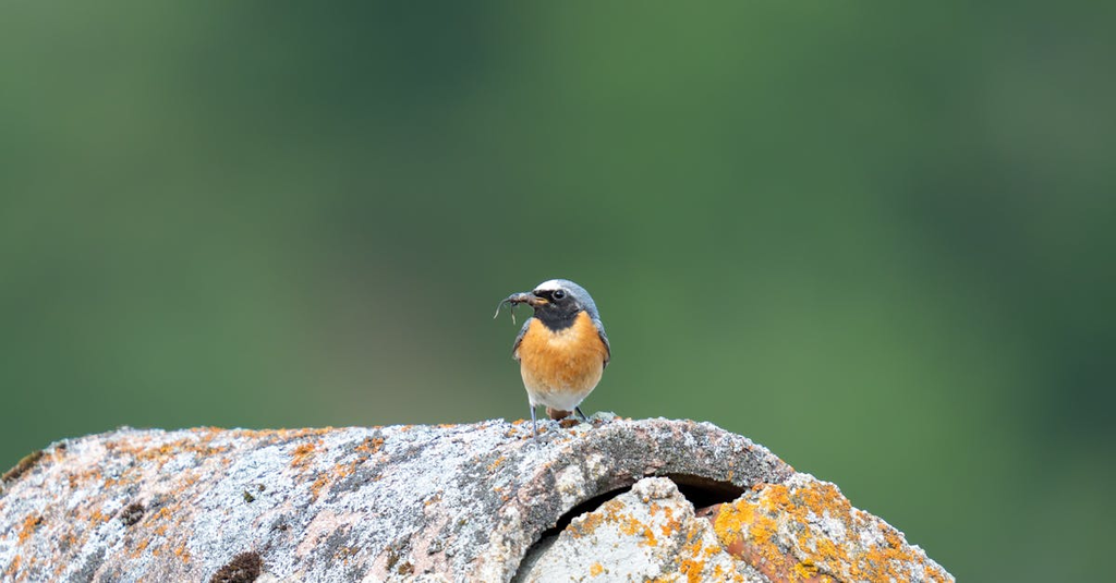 Quiz for: Common Uses of Oranges