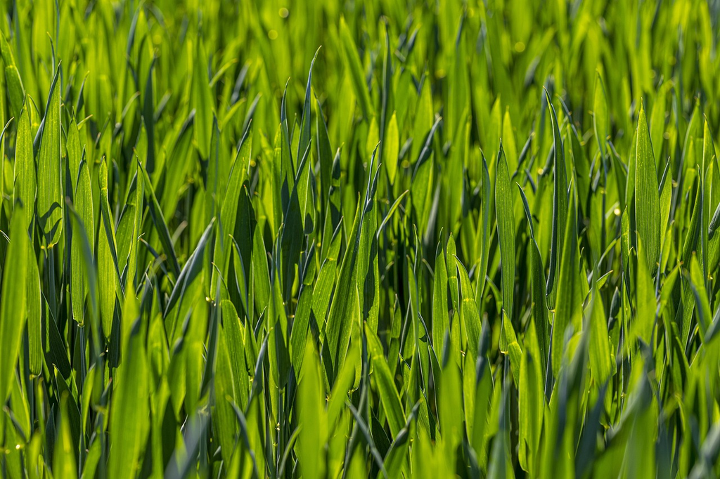 Quiz for: Camouflage in Nature