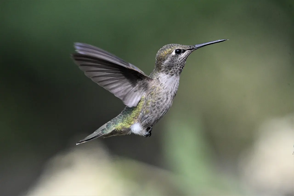 Quiz for: Animal Sounds