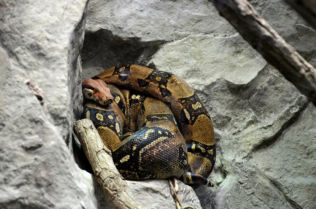 Quiz for: Camouflage in Nature