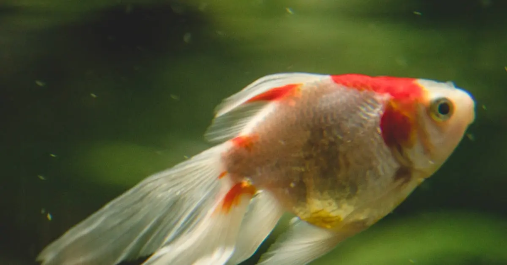 Quiz for: Exotic Pets