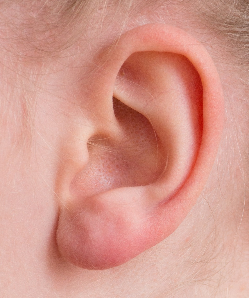 Quiz for: Human Senses