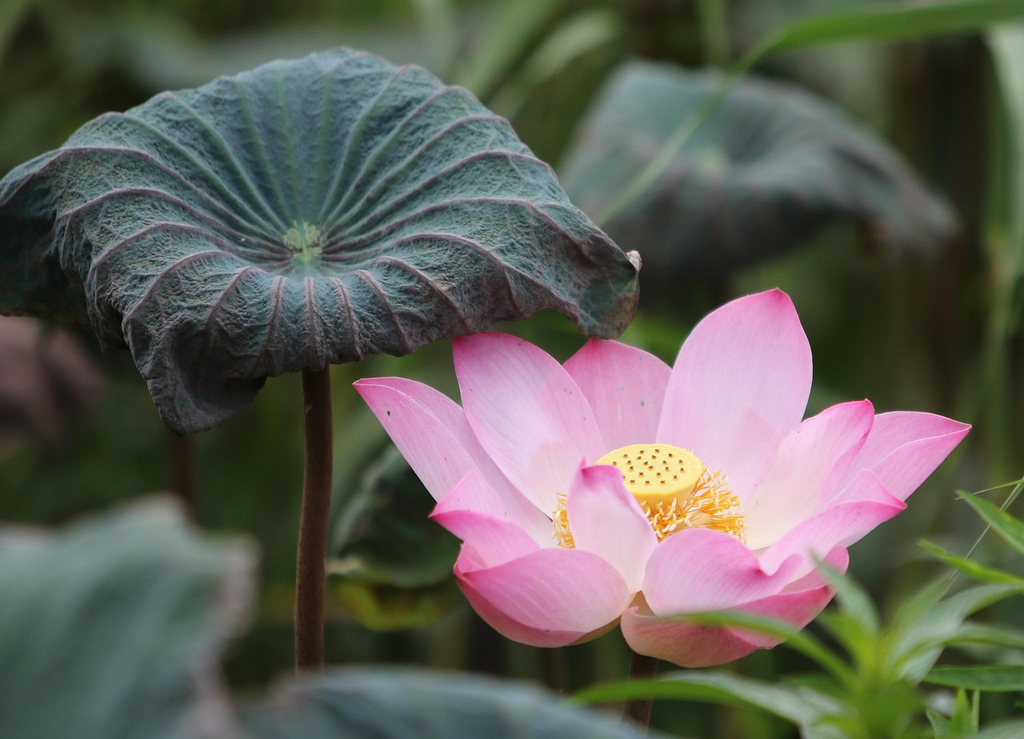 Quiz for: Lotus Colors and Meanings