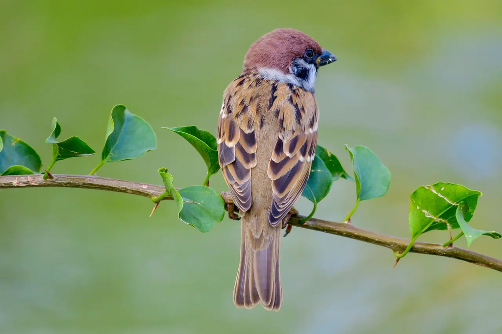 Quiz for: Common Pets