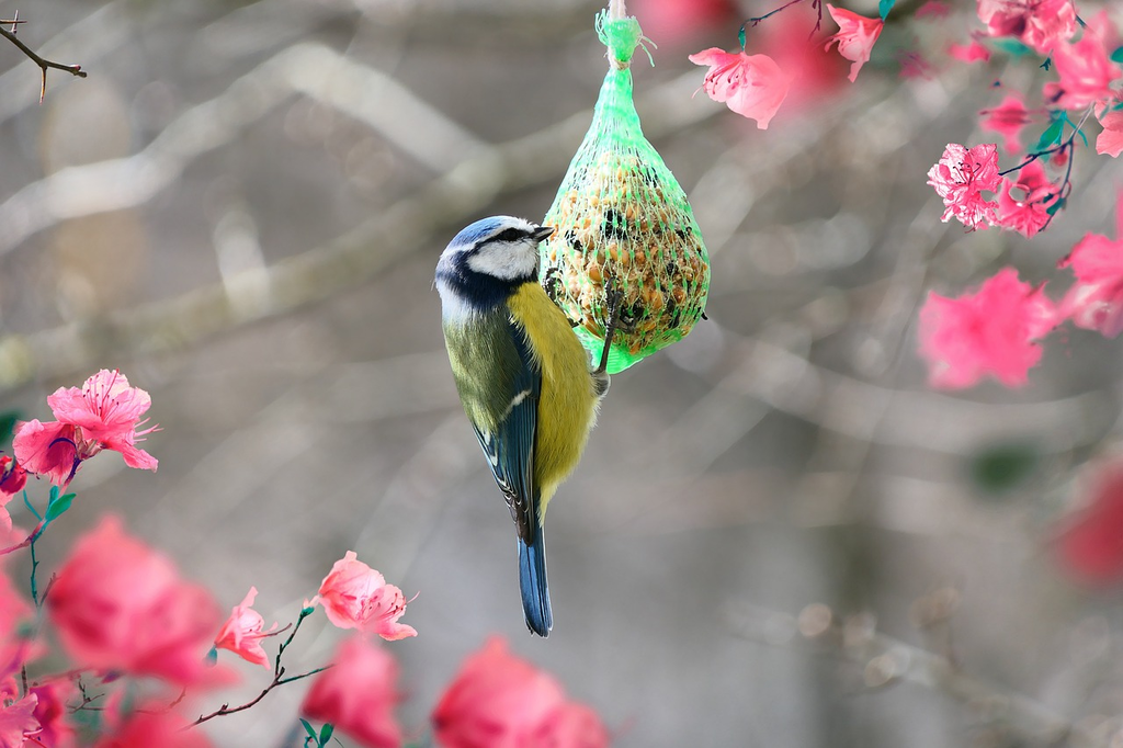 Quiz for: Common Eye Colors