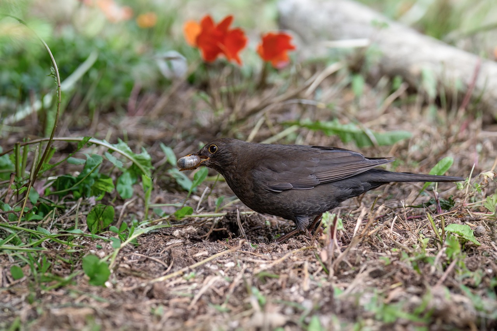 Quiz for: Insects and Birds