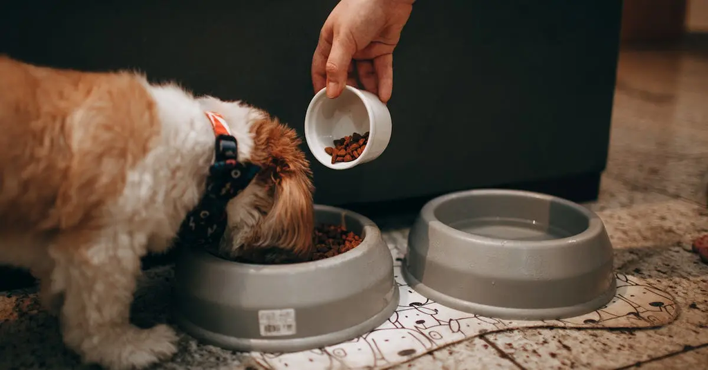 Quiz for: Frequency of Feeding Dogs