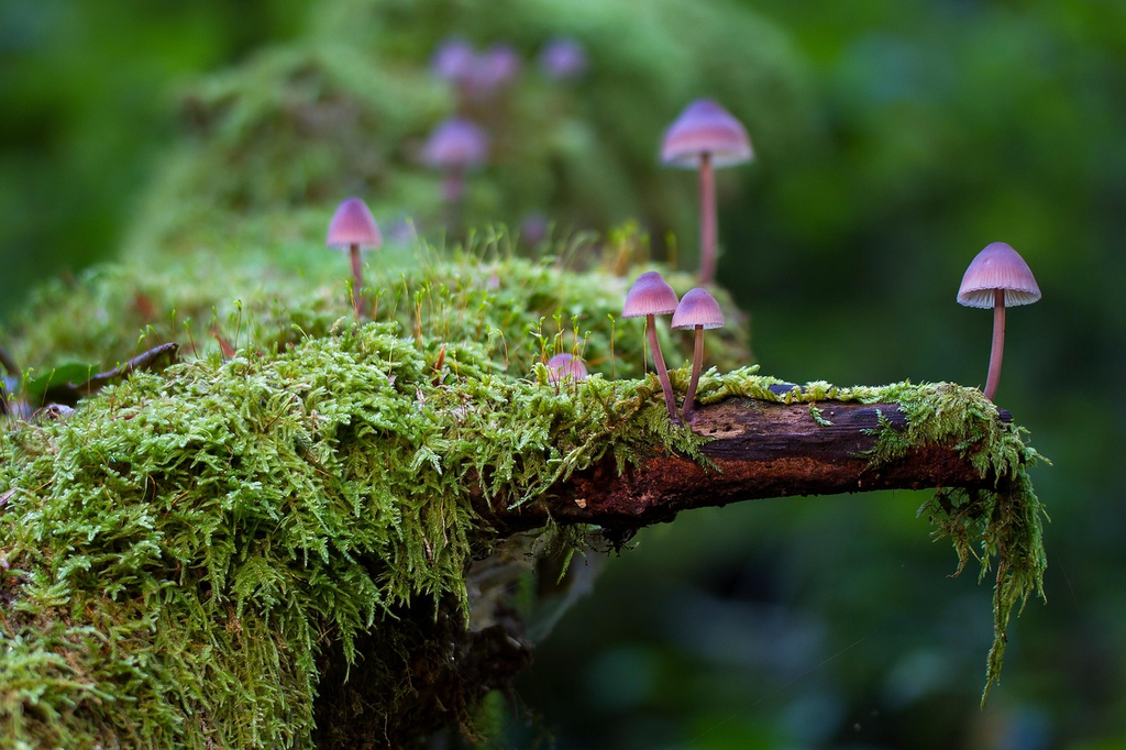 Quiz for: Biome Transition Evidence