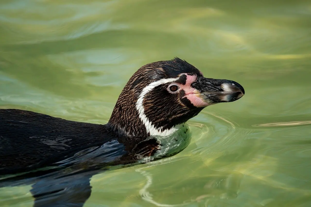 Quiz for: Oceanic Zones