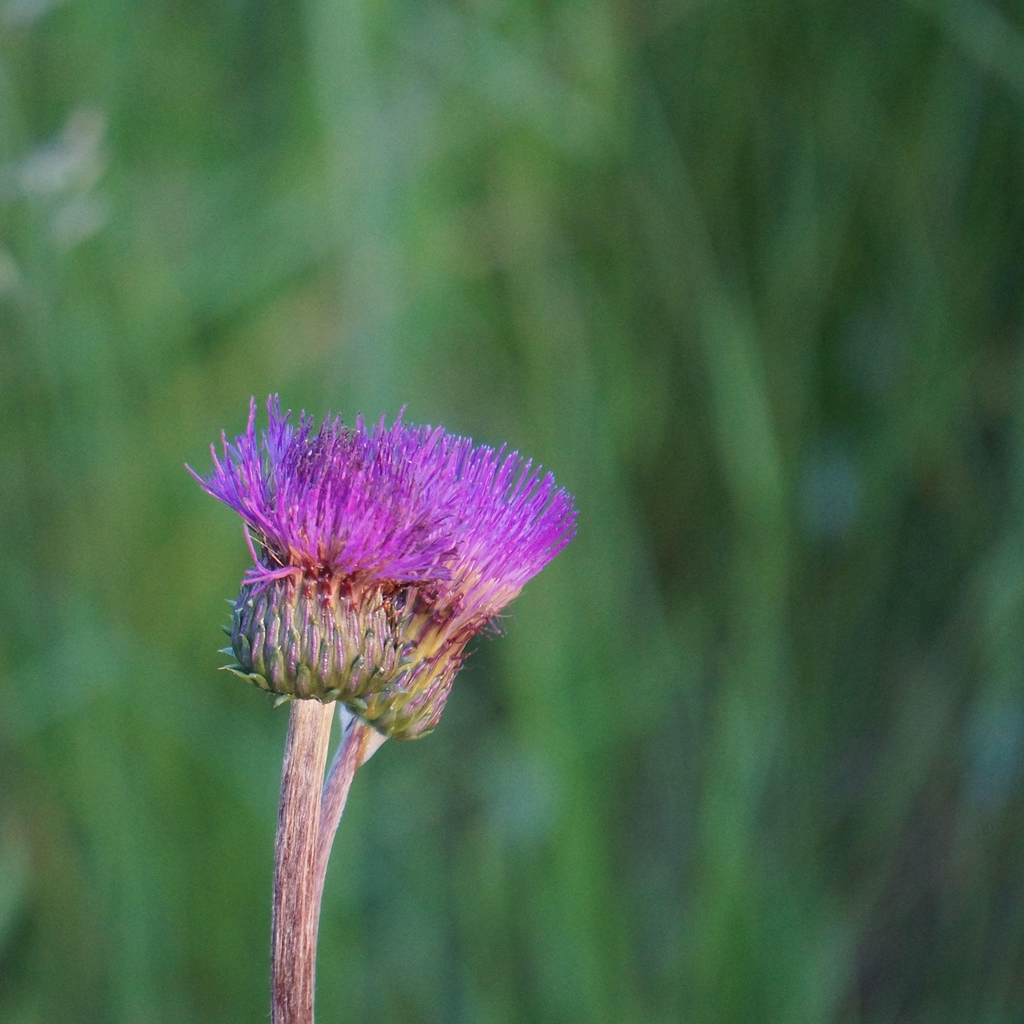 Quiz for: Plant Parts