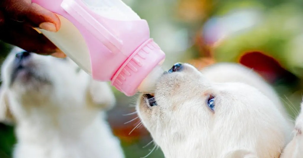 Quiz for: Feeding Puppies vs. Adult Dogs