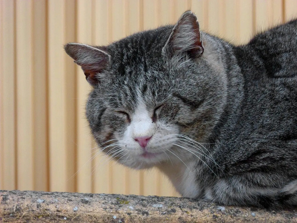 Quiz for: Animal Sounds