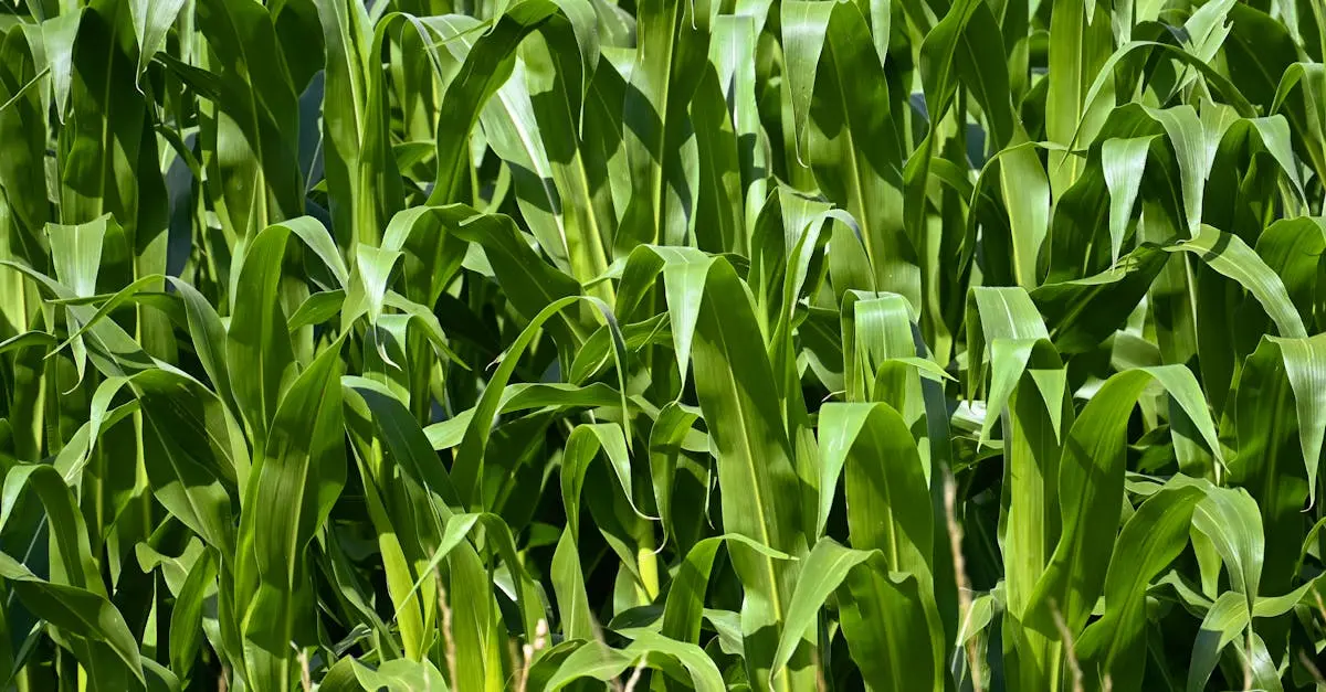 Quiz for: The Corn Laws