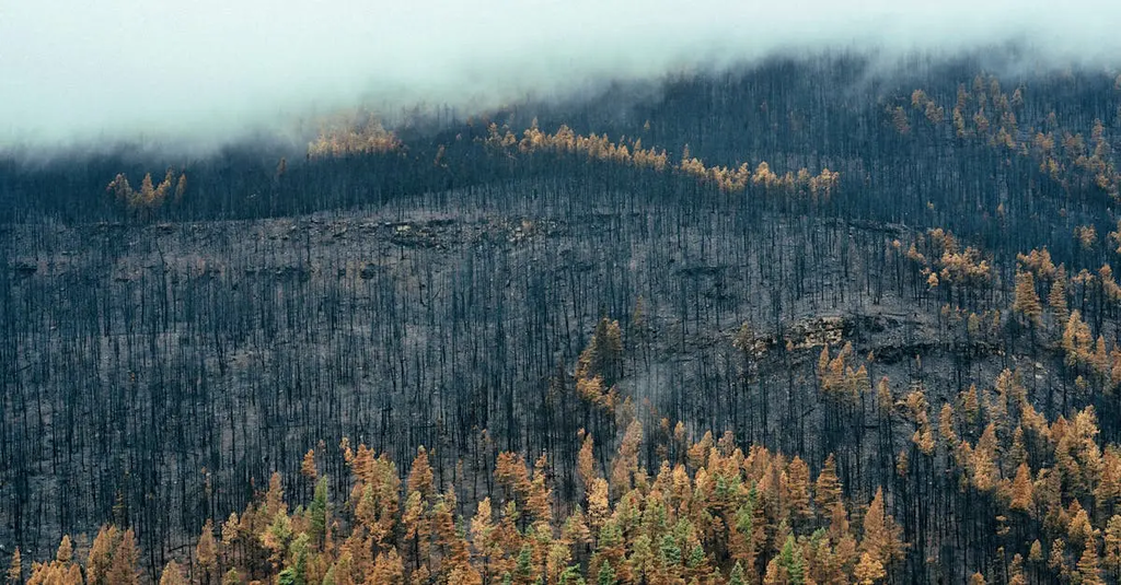 Quiz for: Long-term physical and emotional recovery strategies