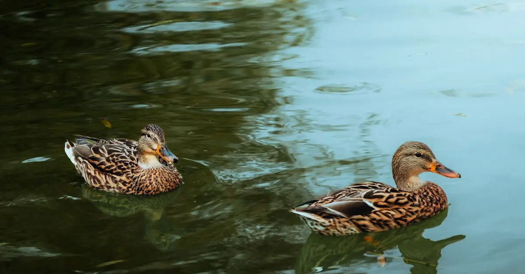 Quiz for: Animal Behavior