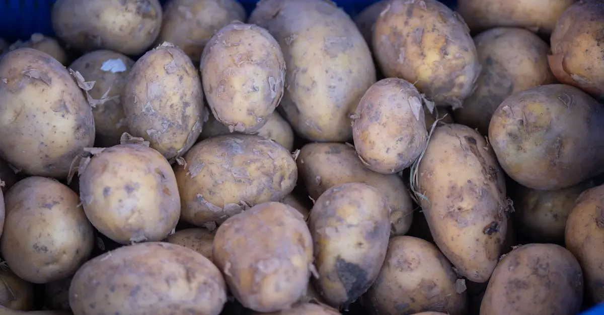Quiz for: The Irish Potato Famine