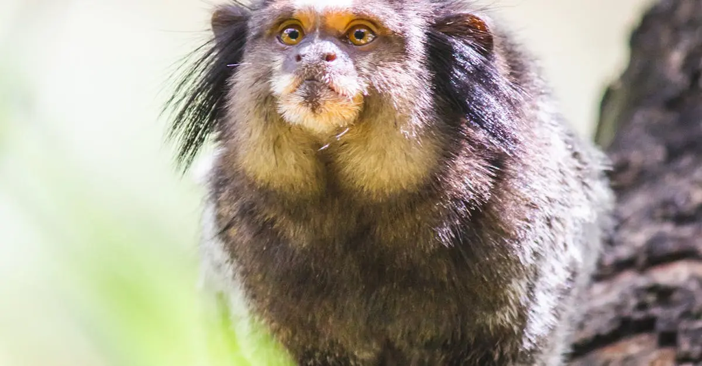 Quiz for: Endangered Pet Species