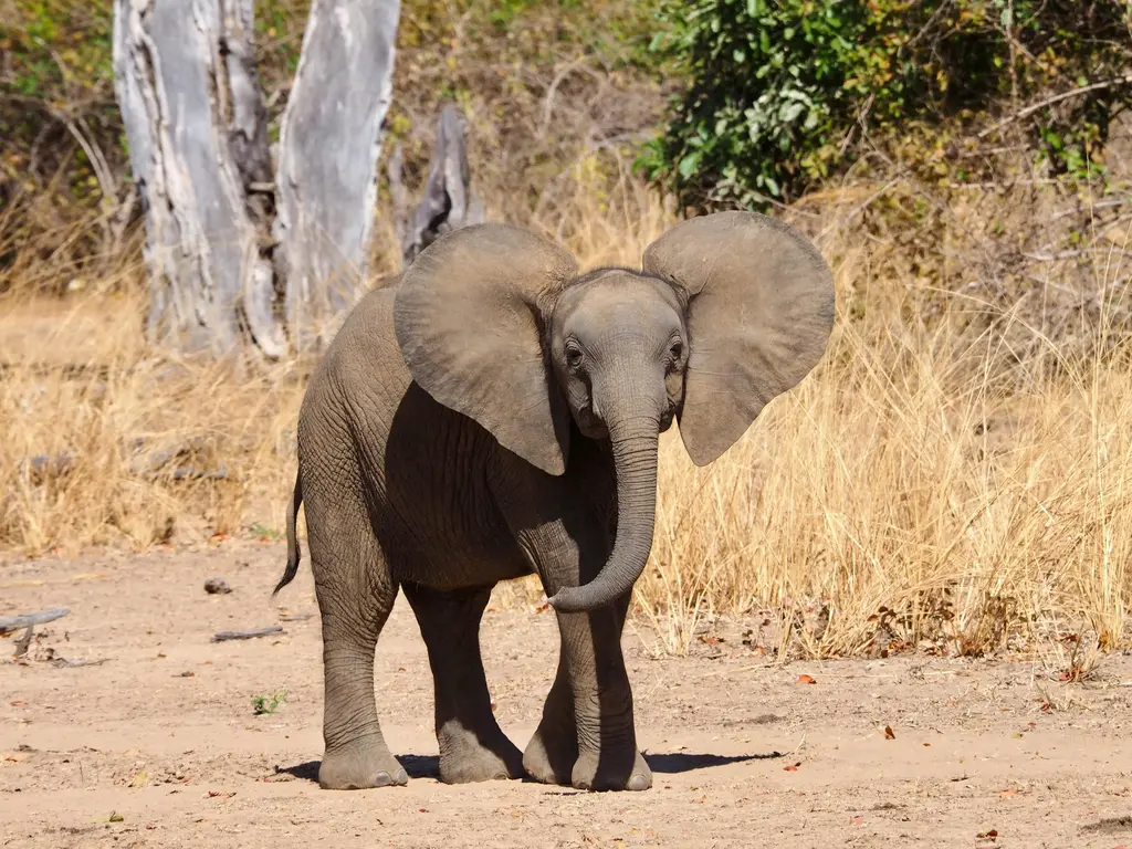 Quiz for: Dangerous Travel Destinations