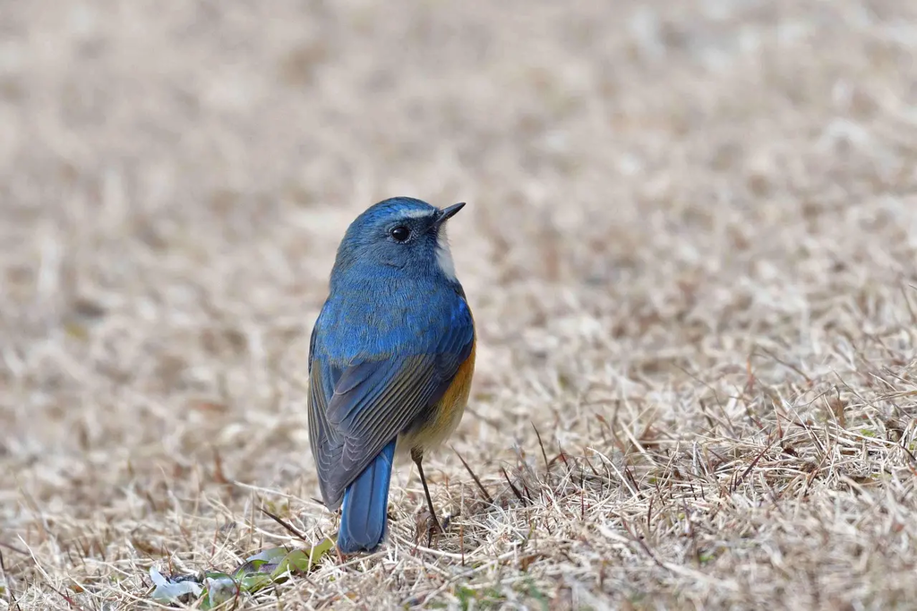 Quiz for: Types of Animals