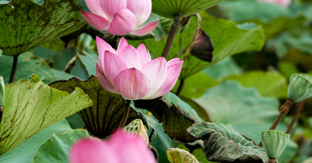 Quiz for: Common Uses of Lotuses