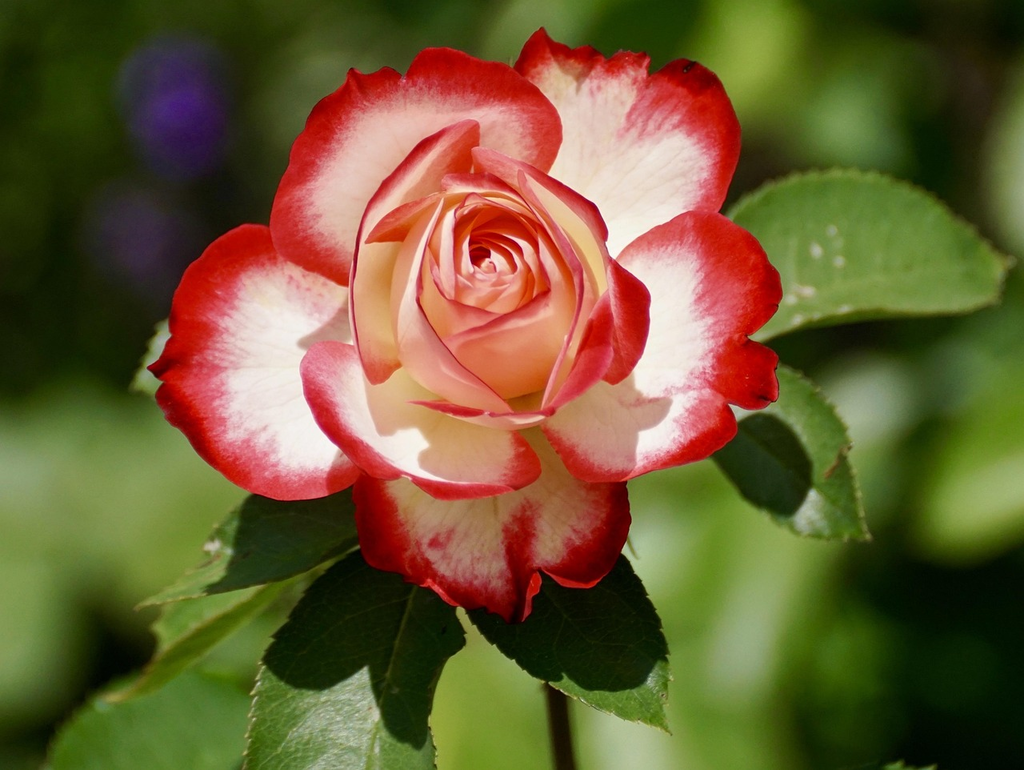 Quiz for: Rose Colors and Meanings