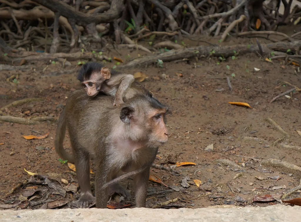 Quiz for: Basic Animal Needs