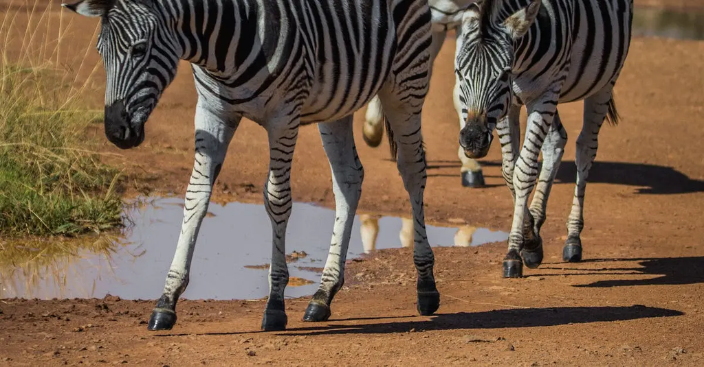 Quiz for: Safari and Wildlife Tours