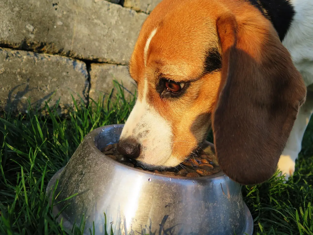 Quiz for: Transitioning Dog Food Safely
