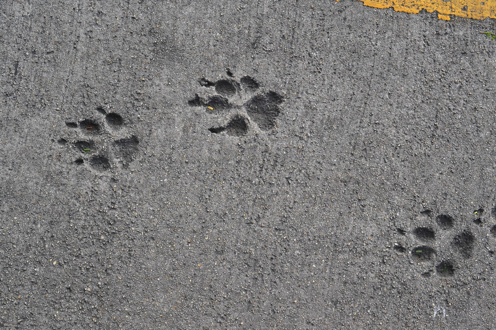 Quiz for: Animal Tracks