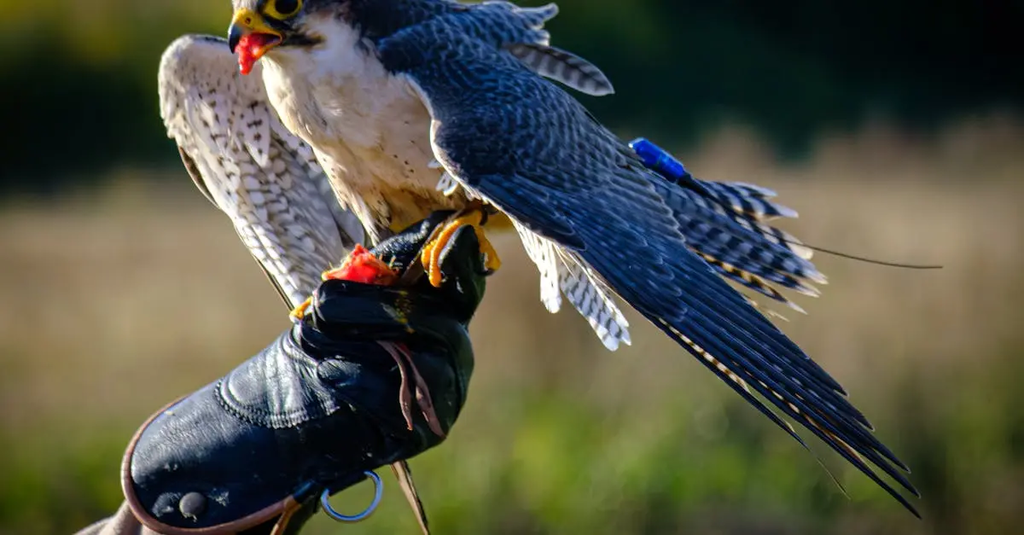 Quiz for: Wildlife Conservation