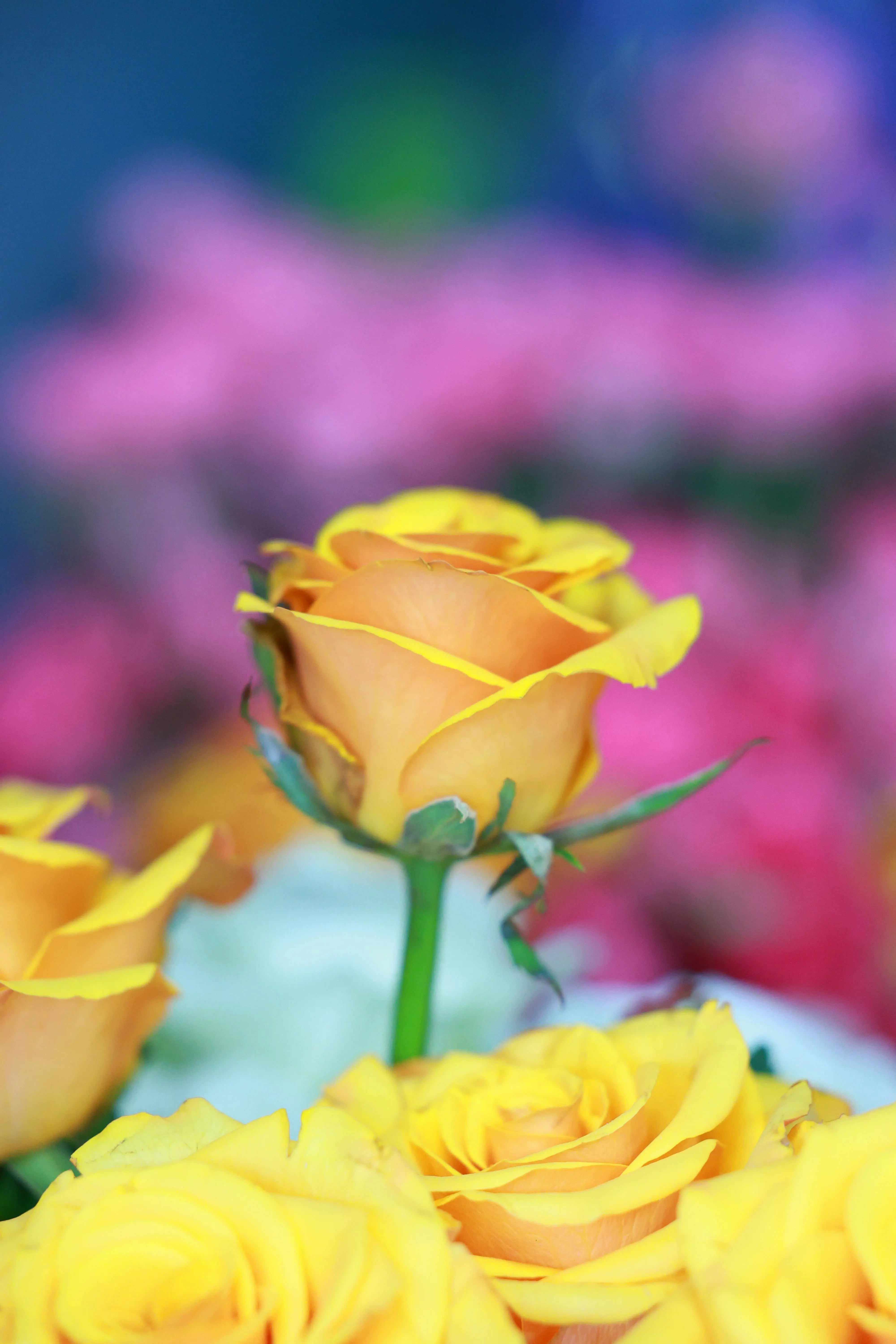 Quiz for: Wars of the Roses