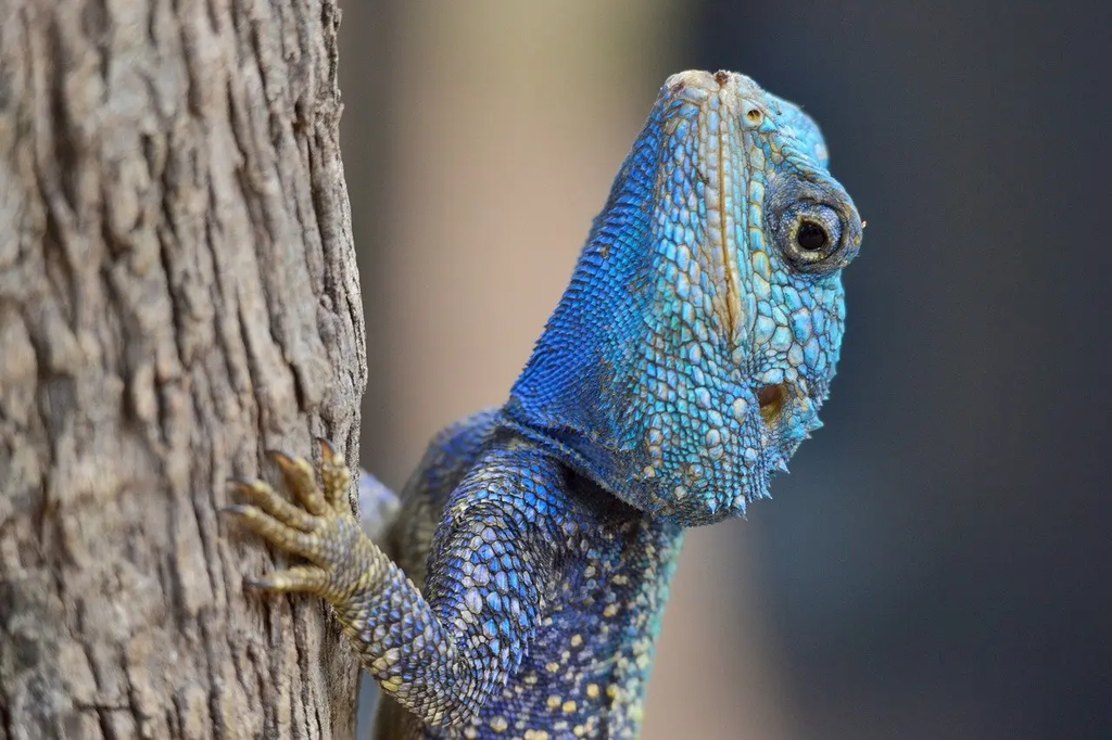 Quiz for: Animal Habitats