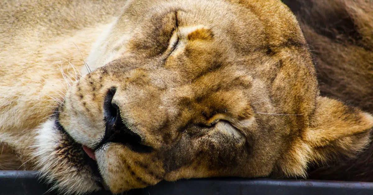 Quiz for: Disney's Animal Kingdom