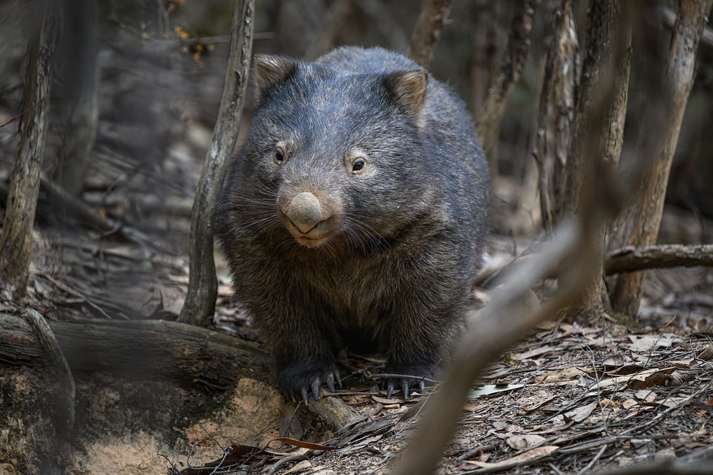 Quiz for: Wombat poop is cube-shaped