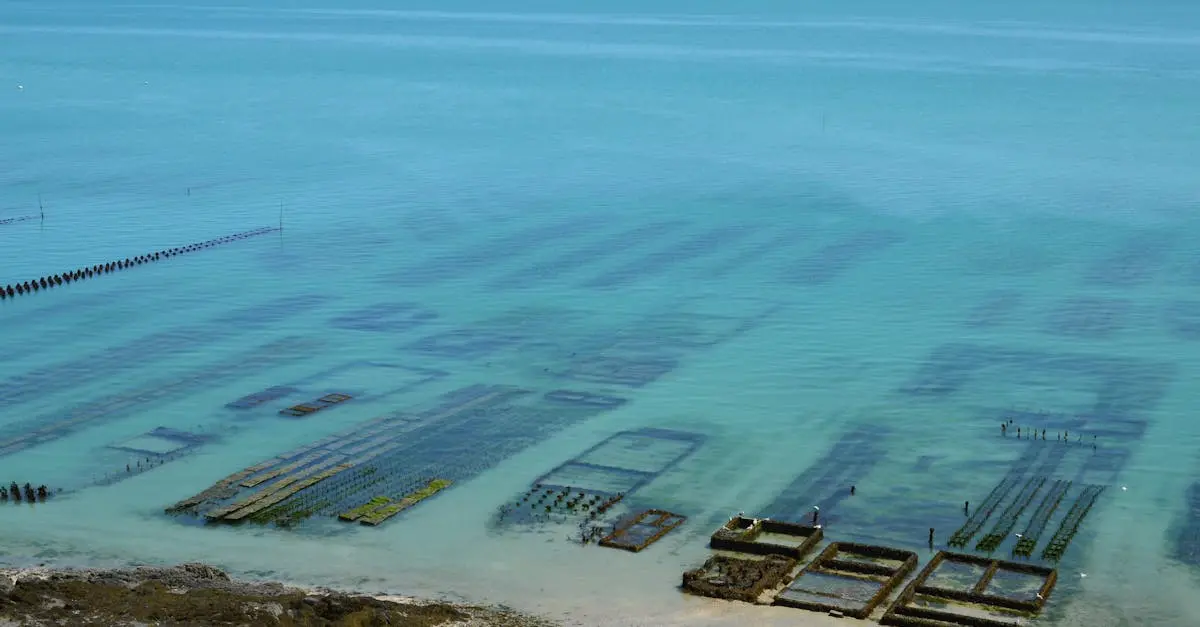 Environment & Sustainability