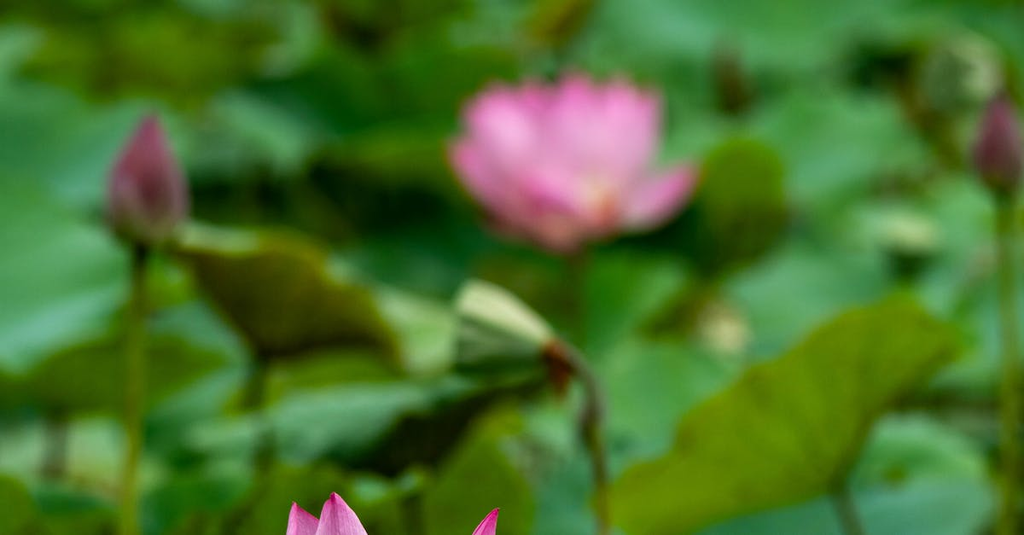 Flower Blooms (Roses & Lotuses)